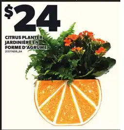 Independent Grocer CITRUS PLANTER JARDINIÈRE EN FORME D'AGRUME offer