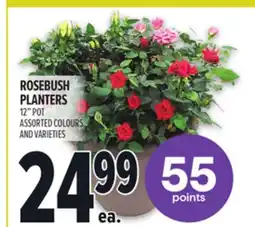 Metro ROSEBUSH PLANTERS offer