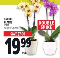 Metro ORCHID PLANTS offer