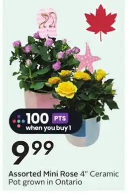 Sobeys Assorted Mini Rose offer