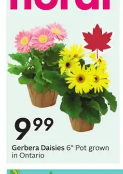 Sobeys Gerbera Daisies offer
