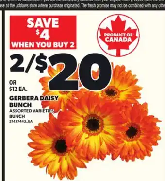 Loblaws GERBERA DAISY BUNCH offer