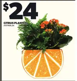 Loblaws CITRUS PLANTER offer