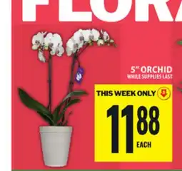 Food Basics 5 ORCHID offer