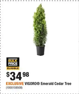 Home Depot EXCLUSIVE VIGORO Emerald Cedar Tree offer