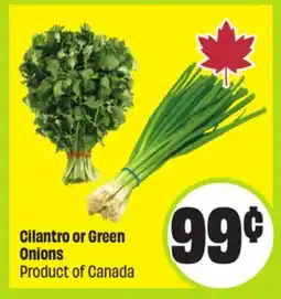 FreshCo Cilantro or Green Onions Product of Canada offer