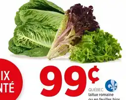 Avril Laitue feuilles romaine ou en bios offer
