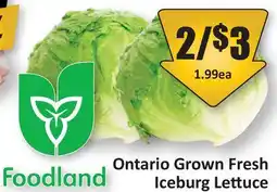 Starsky Ontario Grown Fresh Iceburg Lettuce offer