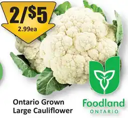 Starsky Ontario Grown Large Cauliflower offer