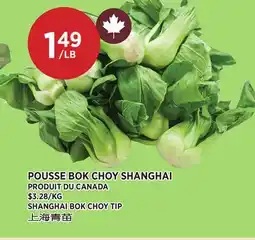 Kim Phat SHANGHAI BOK CHOY TIP offer