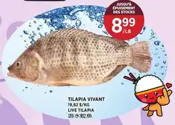 Kim Phat LIVE TILAPIA offer