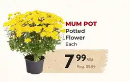 Marche Leo's MUM POT Potted Flower offer