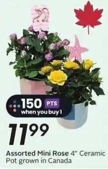 Sobeys Assorted mini rose 4" ceramic pot grown in canada offer