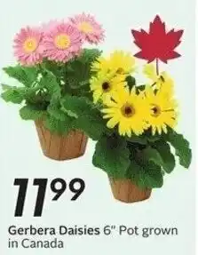 Sobeys Gerbera Daisies 6" Pot grown offer