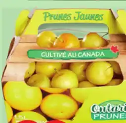 IGA APRICOTS OR YELLOW PLUMS offer