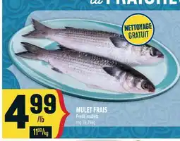 Marché Adonis MULET FRAIS | FRESH MULLETS offer