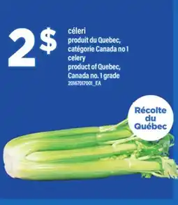 Maxi CÉLERI | CELERY offer