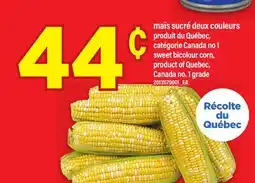 Maxi MAÏS SUCRÉ DEUX COULEURS | SWEET BICOLOUR CORN offer