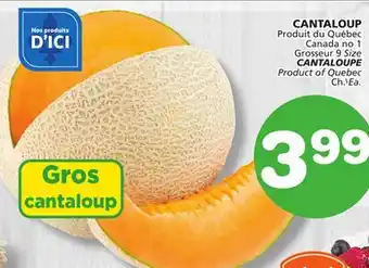 Marches Tradition CANTALOUP offer