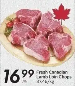 Sobeys Fresh canadian lamb loin chops offer