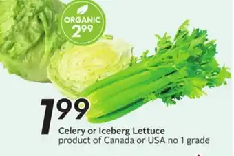 Sobeys Celery or Iceberg Lettuce offer