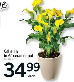 Fortinos CALLA LILY IN 6 CERAMIC POT offer