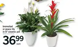 Fortinos BROMELIAD OR PEACE LILY IN 6 CERAMIC POT offer