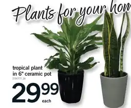 Fortinos TROPICAL PLANT IN 6 CERAMIC POT offer