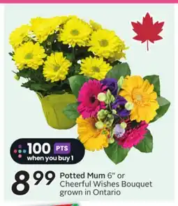 Sobeys Potted Mum offer