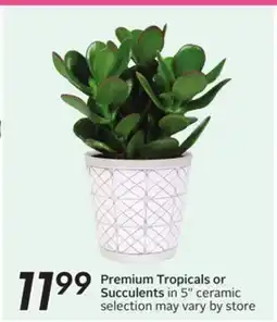Sobeys Premium Tropicals or Succulents offer