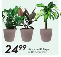 Sobeys Assorted Foliage offer
