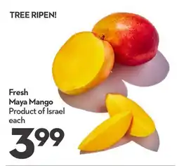 Longo's Fresh Maya Mango offer