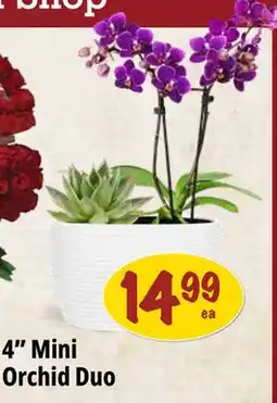 Farm Boy 4 Mini Orchid Duo offer