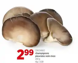 Avril Champignons pleurotes noirs bios offer