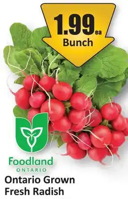 Starsky Ontario Grown Fresh Radish offer