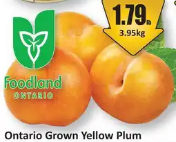 Starsky Ontario Grown Yellow Plum offer