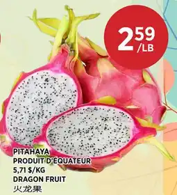 Kim Phat DRAGON FRUIT offer