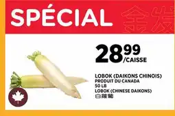 Kim Phat LOBOK (CHINESE DAIKONS) offer