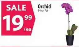 Co-op Orchid offer