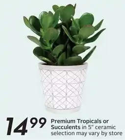 Sobeys Premium Tropicals or Succulents offer