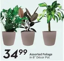 Sobeys Assorted Foliage offer