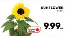 Market Place IGA Sunflower offer