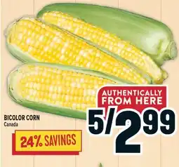 Marché Adonis BICOLOR CORN offer