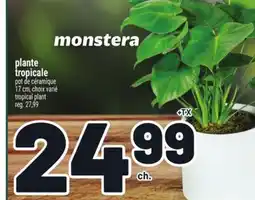 Metro PLANTE TROPICALE | TROPICAL PLANT offer
