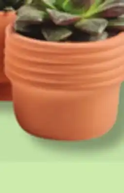 IGA SUCCULENT offer
