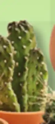 IGA CACTUS offer