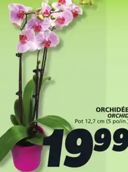 IGA ORCHID offer