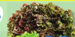 IGA RED LEAF LETTUCE offer