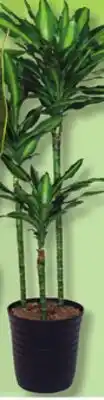 IGA TROPICAL PLANT offer