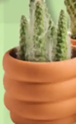 IGA CACTUS OR SUCCULENT offer